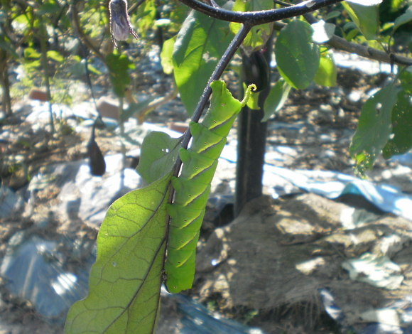 e0224842_1540495.jpg