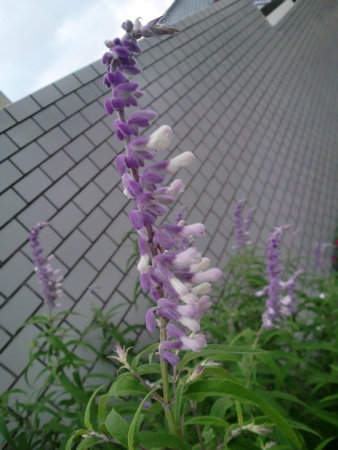 d0105063_19301321.jpg