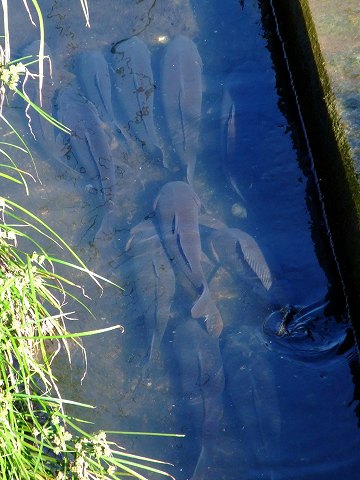 e0045768_22275074.jpg