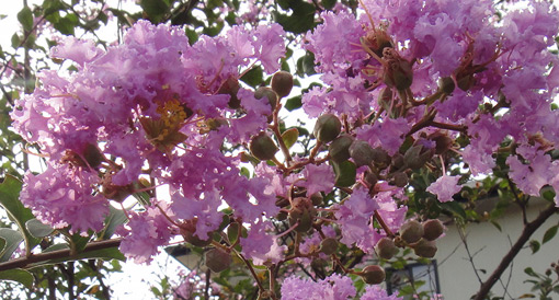 c0094999_7552449.jpg
