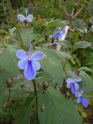 c0117007_17564631.jpg