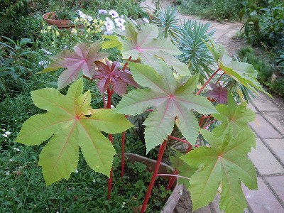 c0117007_184502.jpg