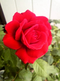 e0098908_2205319.jpg