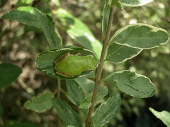 c0190010_21224773.jpg