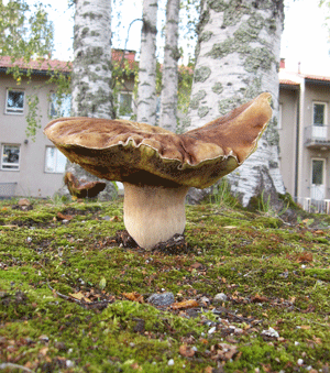 c0153569_21422322.gif