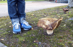 c0153569_21424654.gif