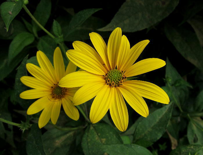 b0171185_21222356.jpg