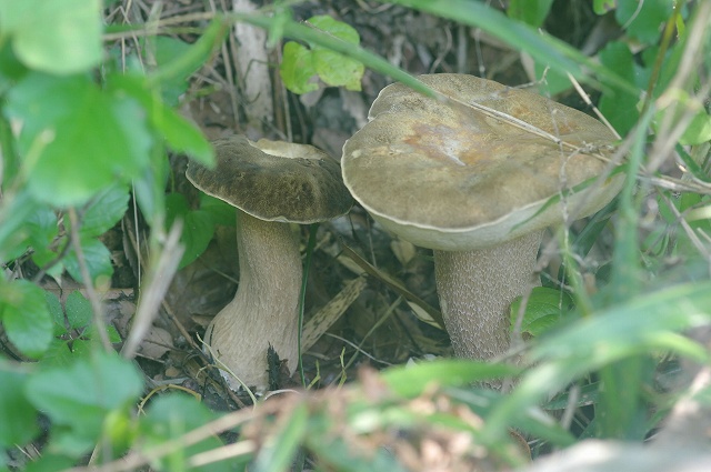 e0070891_18371651.jpg
