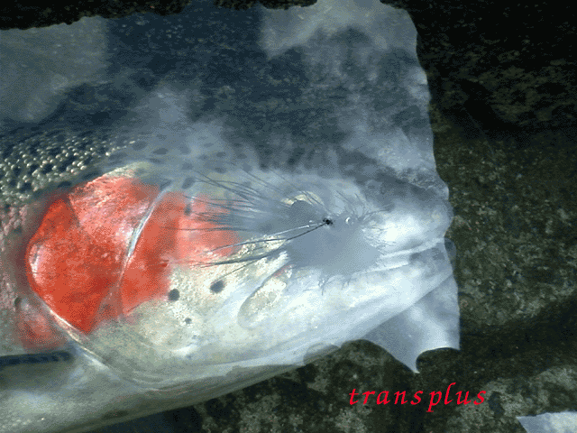 b0031493_1436468.gif