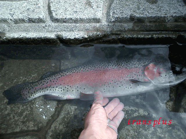 b0031493_14374015.gif