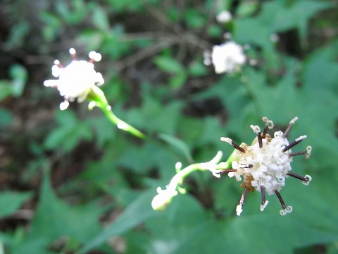 f0187402_20591362.jpg