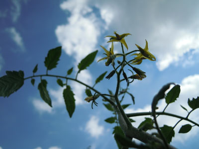 e0097534_1641262.jpg