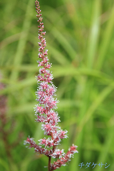 e0077041_12161349.jpg