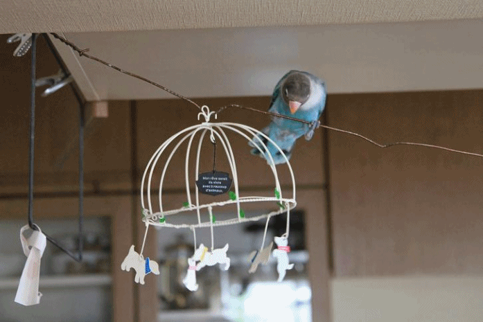 c0145250_187465.gif
