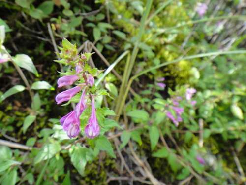 c0179351_11305464.jpg