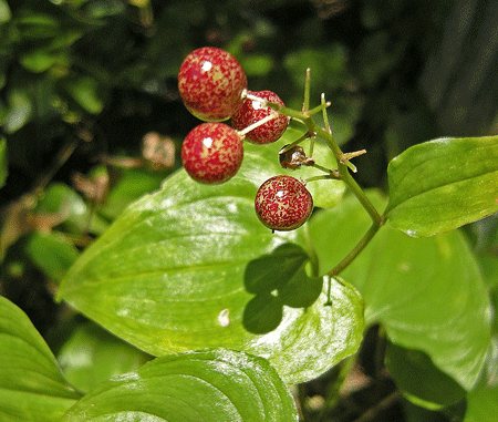 a0001354_233012.gif