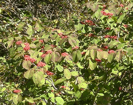 a0001354_2370100.gif