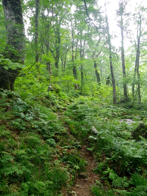 b0177355_21375788.jpg