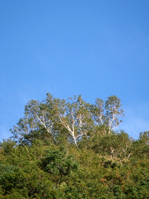 d0169556_1833790.jpg