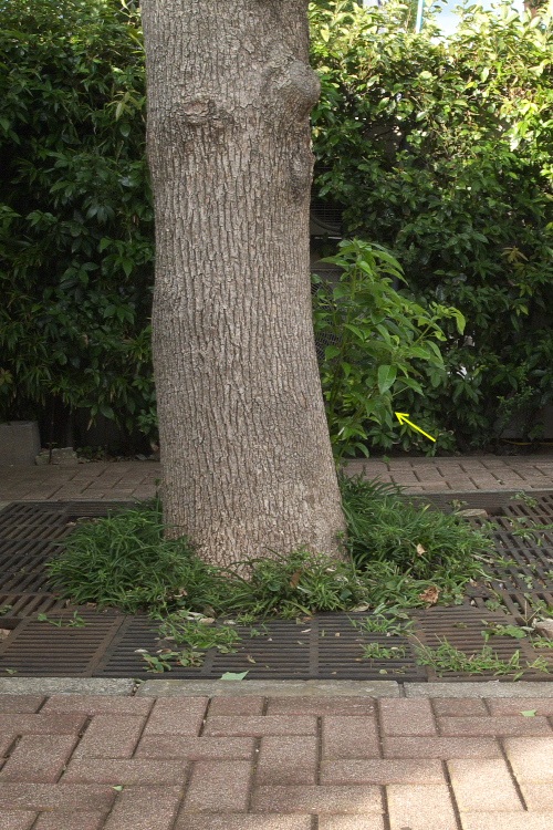 f0090680_21591421.jpg