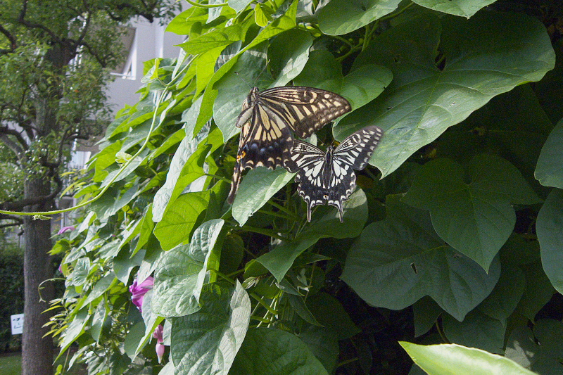 f0090680_21595158.jpg