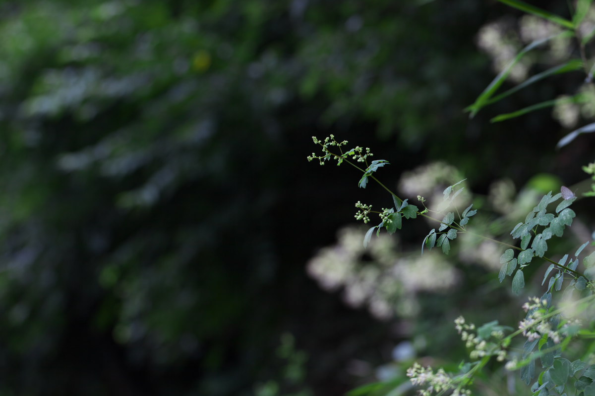 a0083081_17125380.jpg