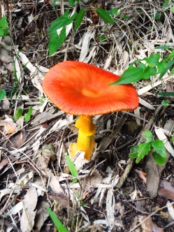 e0137390_20113717.jpg