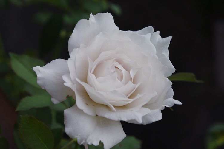 c0147909_719981.jpg