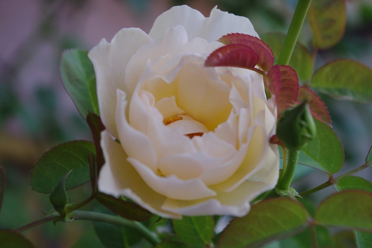 c0147909_7201046.jpg