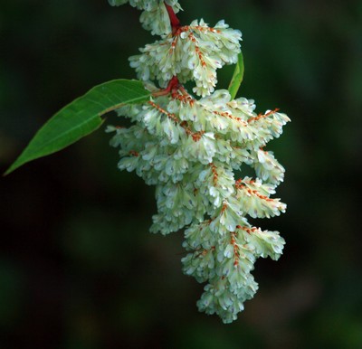 c0104227_861625.jpg
