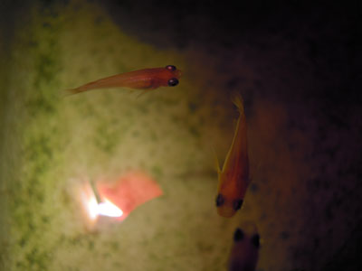 e0097534_1735564.jpg
