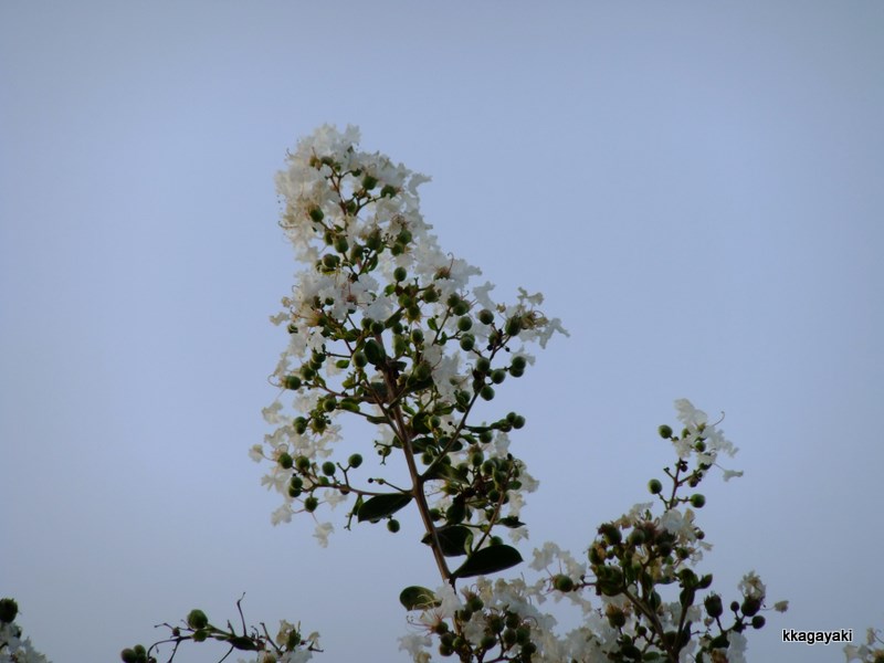 e0206242_592076.jpg