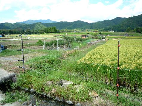 f0183546_11561222.jpg