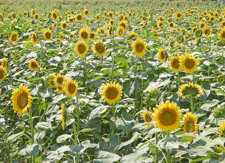 a0001354_2204461.gif