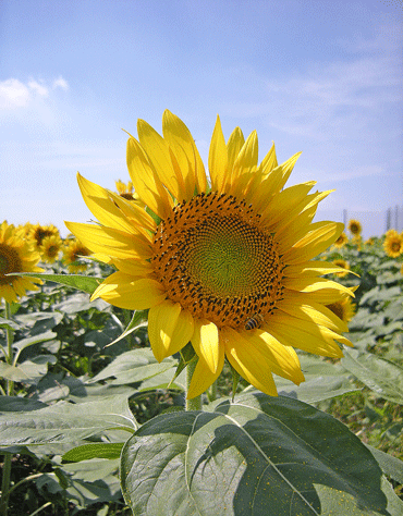 a0001354_22111288.gif