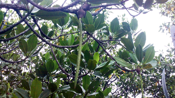 c0048265_9592056.jpg