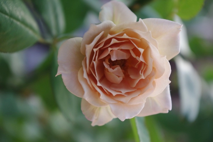 c0147909_720214.jpg