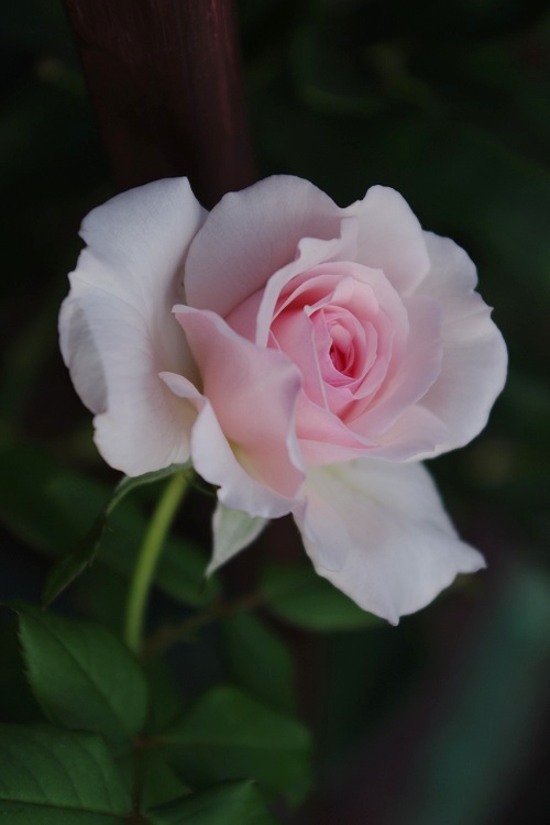 c0147909_7241439.jpg