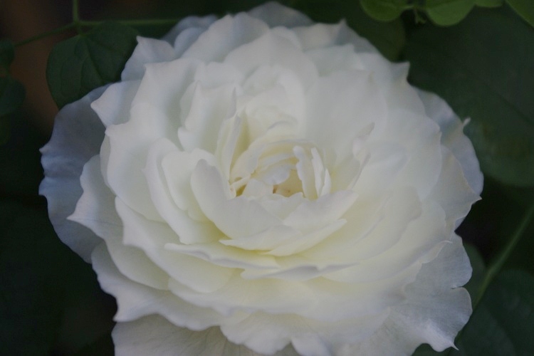 c0147909_7284360.jpg