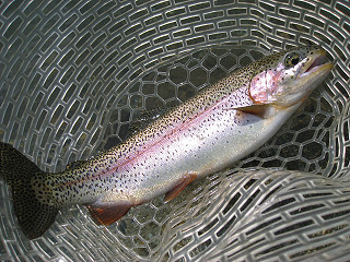 f0065341_135396.jpg