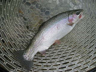 f0065341_1511837.jpg