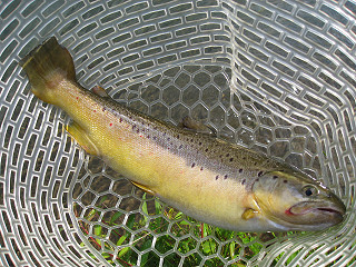 f0065341_1512159.jpg