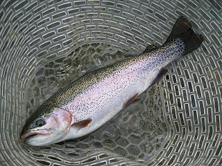 f0065341_159281.jpg