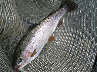 f0065341_1594932.jpg