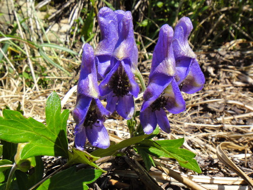 c0179351_19114188.jpg