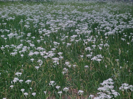 d0105063_13541679.jpg