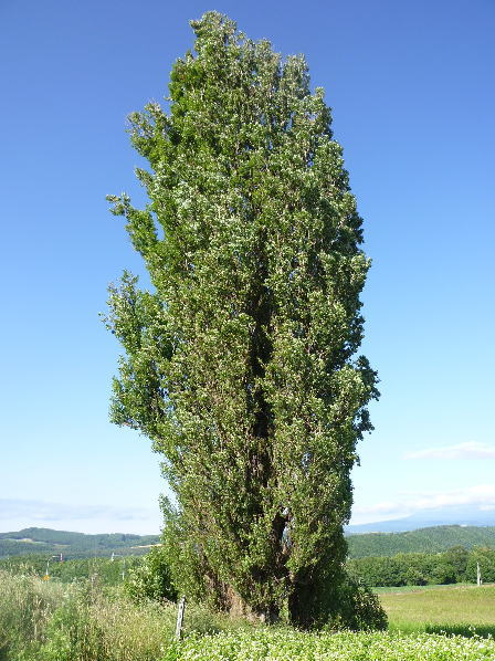 e0165577_9315329.jpg