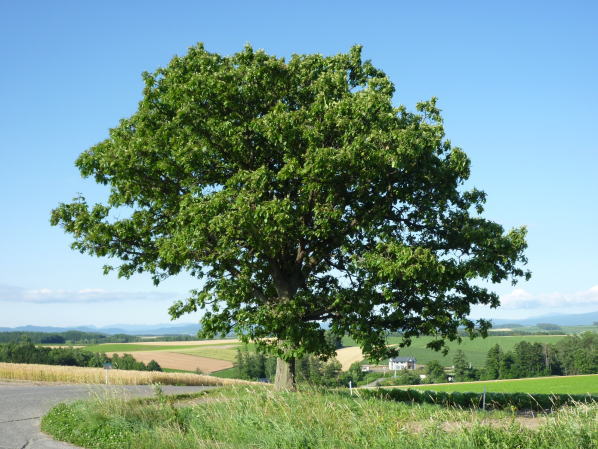 e0165577_9335825.jpg