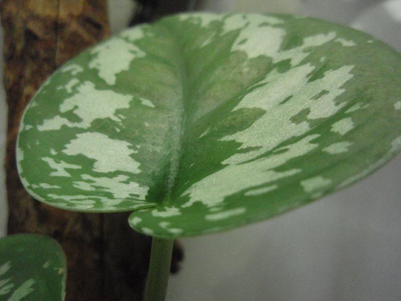 a0194582_19115857.jpg