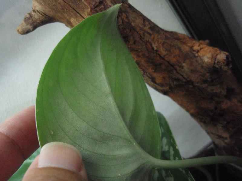 a0194582_19142821.jpg
